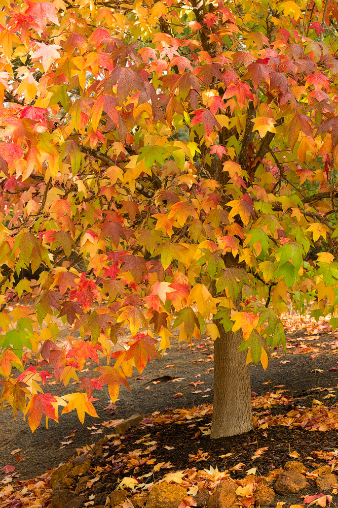 AUC04b - Autumn Colours, Margaret River