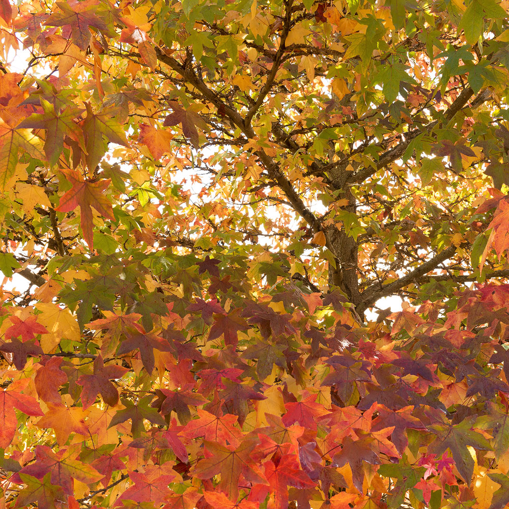 AUC05a - Autumn Colours