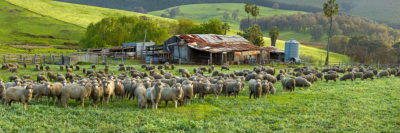 Sheep and farm shed Balingup photo