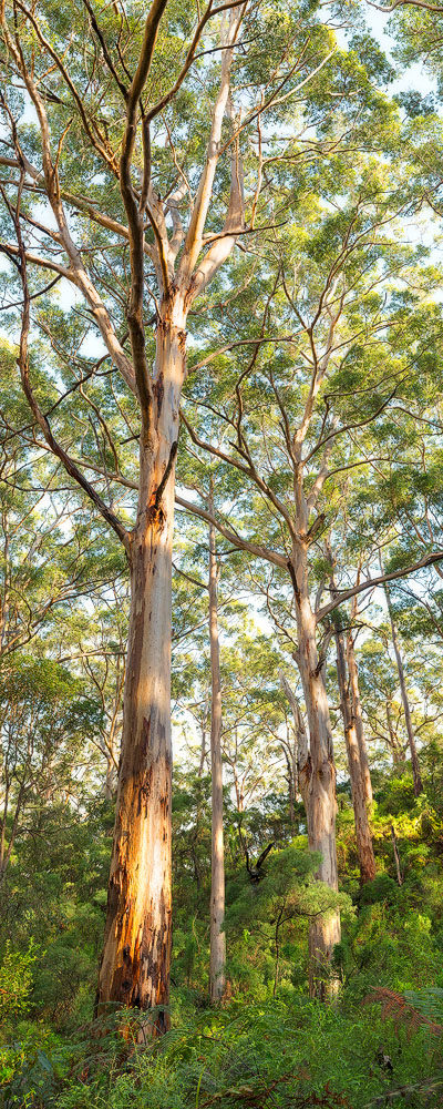 Boranup forest photography