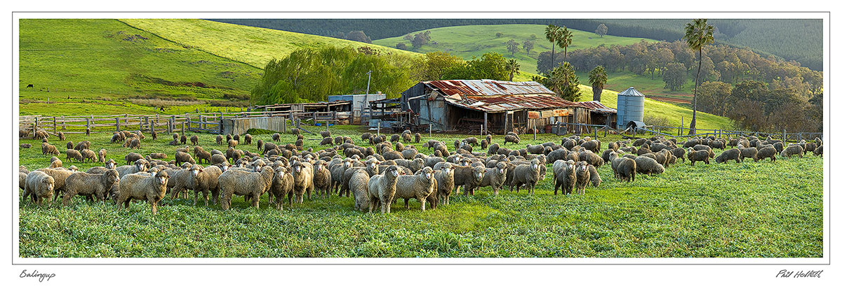 BAL02 - Balingup Farm, Sheep & Shed, Panoframe