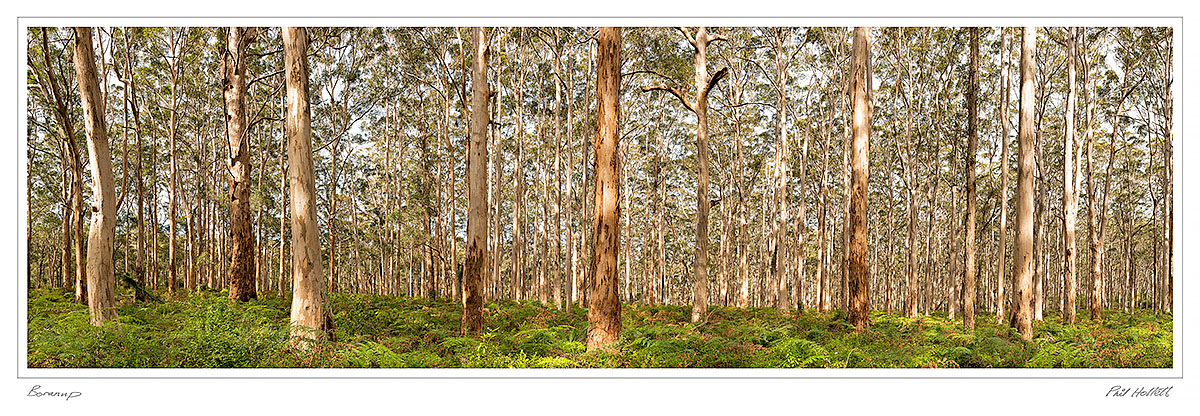 BOR01 - Boranup Forest, Panoframe
