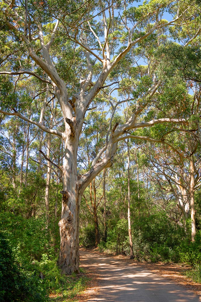 BOR11b - Boranup Forest, Western Australia
