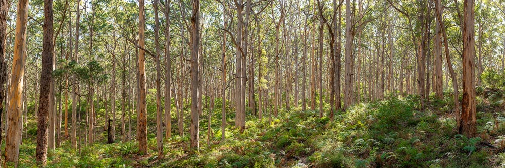 BOR12e - Boranup Forest, Western Australia