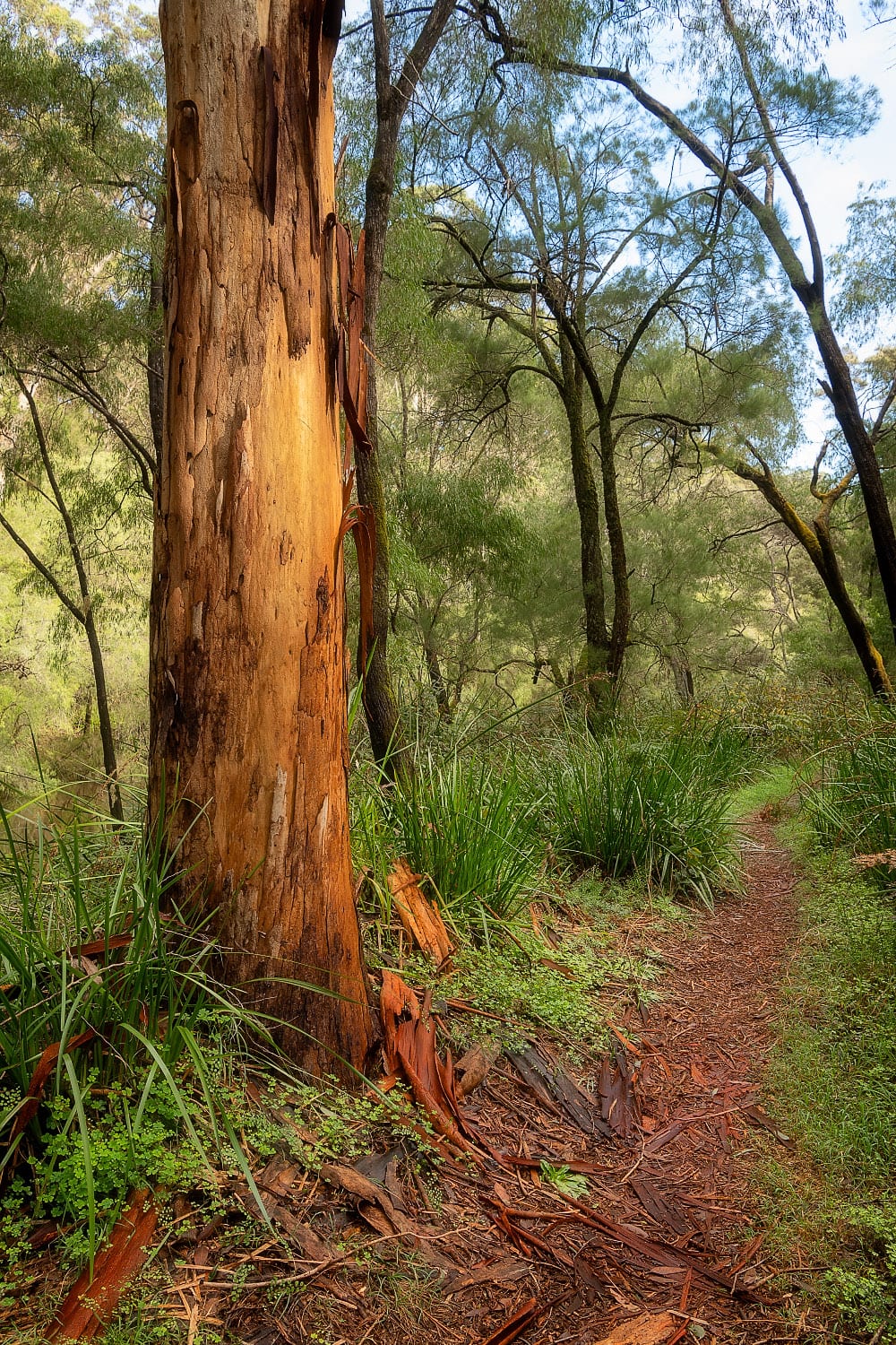 PEM19b - Karri Trail, Pemberton, Western Australia